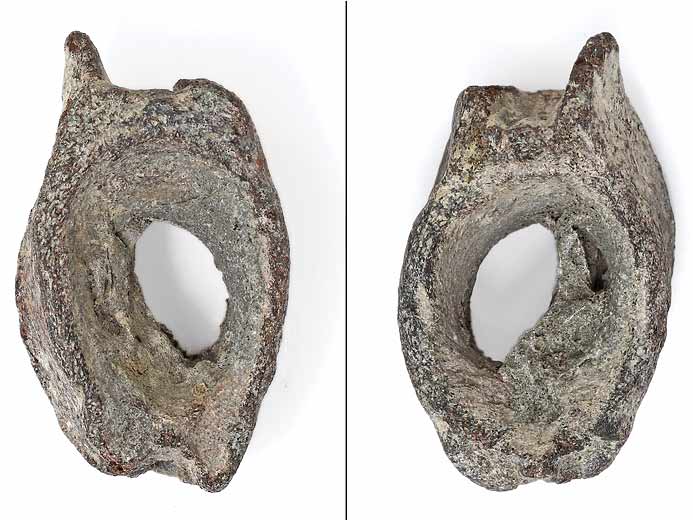 vertbre fossile de poisson Pachycormiformes jurassique Boulonnais